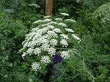 Queen Anne's lace